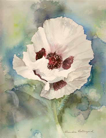 2006 White  Poppy Watercolour